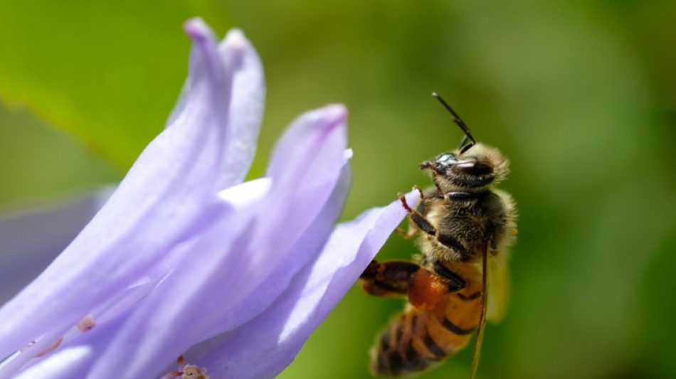 Bees shown to 'count' from left to right for first time