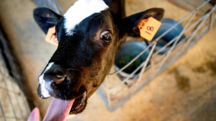 Scientists seek miracle pill to stop methane cow burps