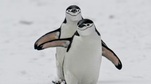 Antarktische Pinguine in Ekstase: Forschende vermuten Revierverhalten