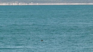 La población de vaquita marina se mantiene "estable" en aguas de México