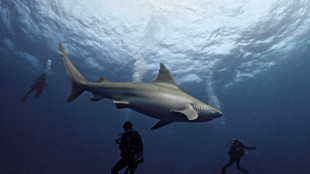 En Floride, les chercheurs veulent redorer l'image du requin