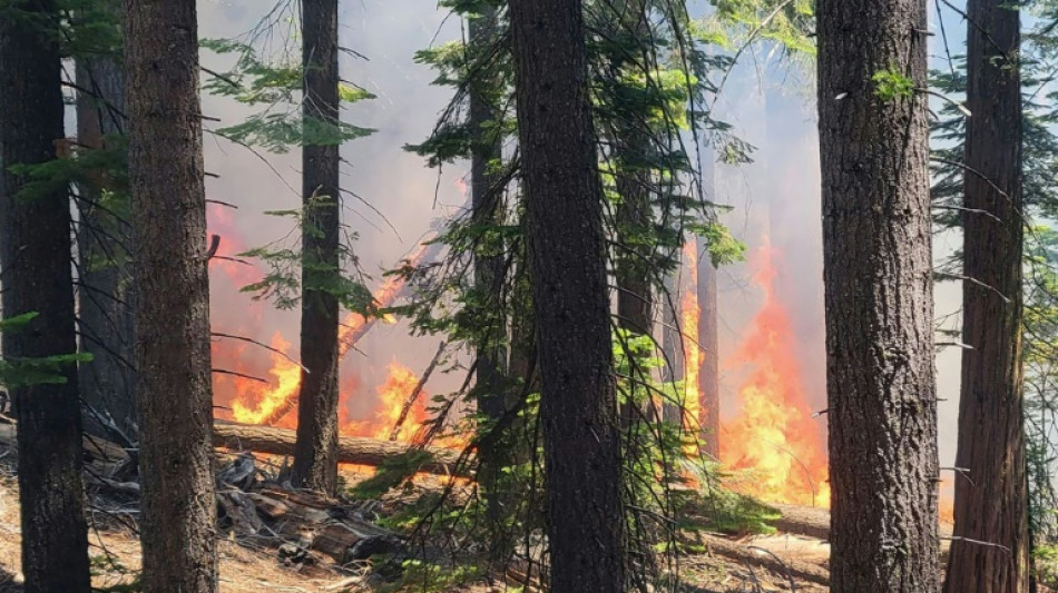 Aux Etats-Unis, un violent incendie menace les séquoias géants du parc de Yosemite