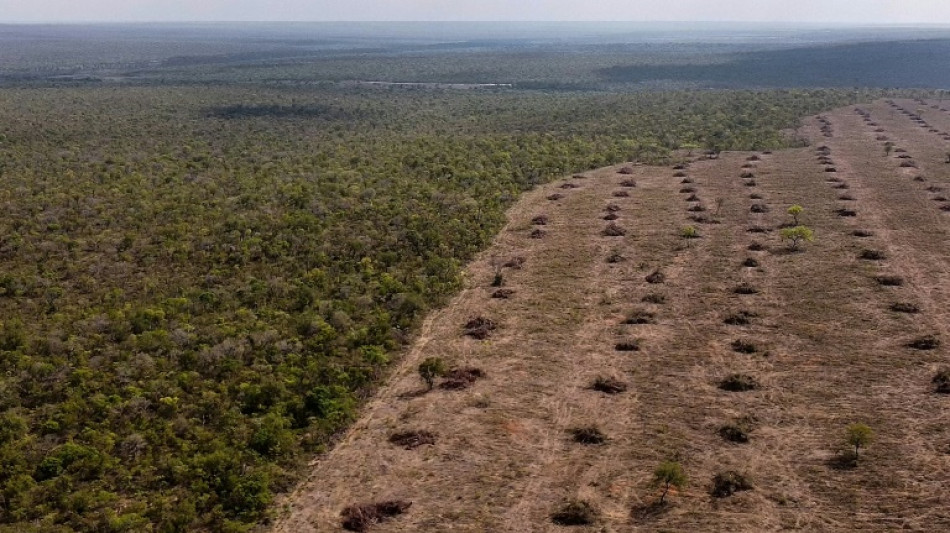 Una huelga reduce los controles sobre la deforestación y la minería ilegal en Brasil