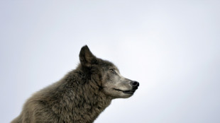 Doubs: la justice interdit les tirs contre le loup