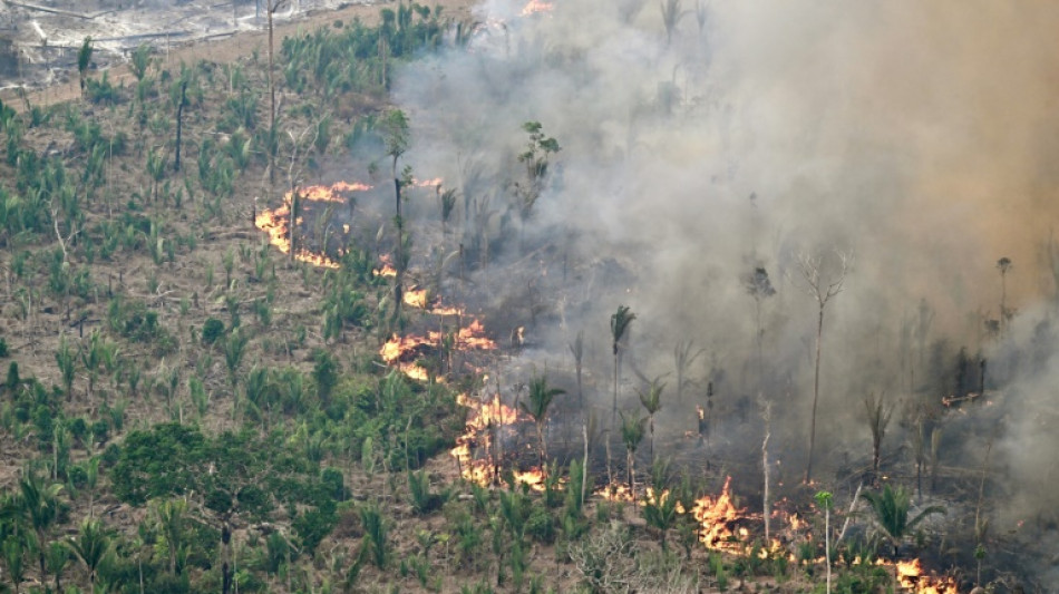 Brasil saluda la propuesta de aplazar la ley antideforestación de la UE