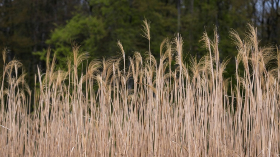 En Alsace, une commune se chauffe au miscanthus, une plante écolo