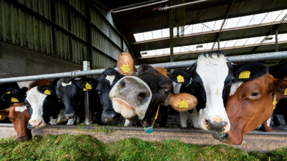 Urteil: Niederlande müssen Stickstoffemissionen verringern