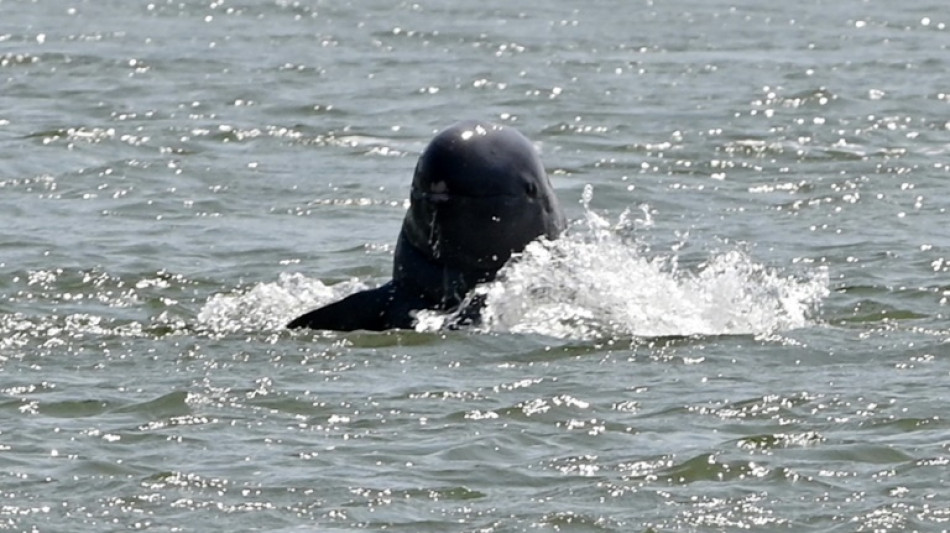 Los delfines del río Mekong en Camboya superan los 100 ejemplares