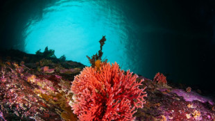 Hallan en Chile el hidrocoral rojo más austral y en aguas más superficiales del mundo