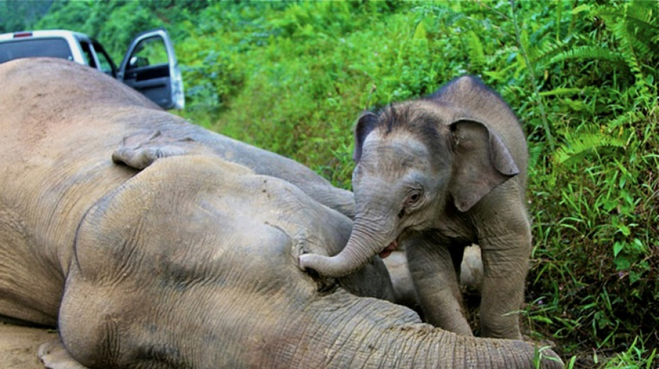 Alarmruf für den Borneo-Elefanten: Nur noch rund tausend Tiere in freier Wildbahn