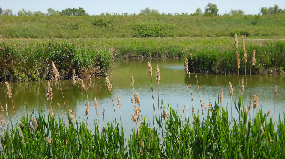 Anche le specie aliene invasive rischiano l'estinzione