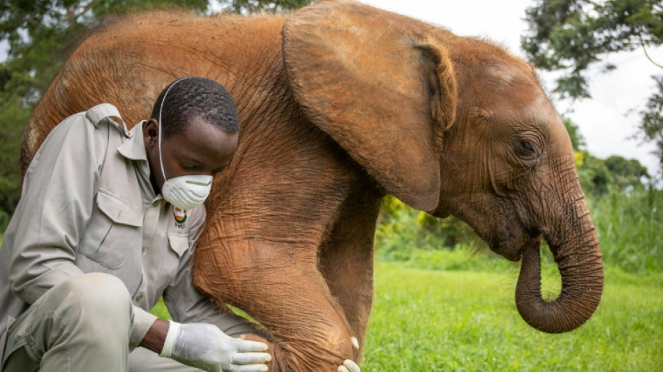 Ouganda: la faune sauvage a prospéré mais lions et chimpanzés restent menacés