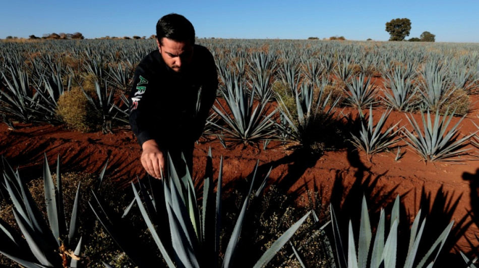 El furor tequilero pone contra la pared a productores de agave mexicanos 