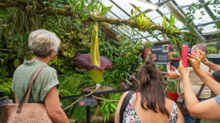 Engouement extraordinaire pour observer la floraison d'un Arum titan à Nancy