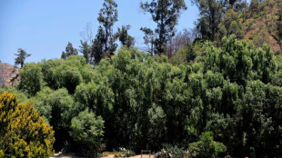 Jardim botânico do Chile planta árvores mais resistentes ao fogo para enfrentar incêndios