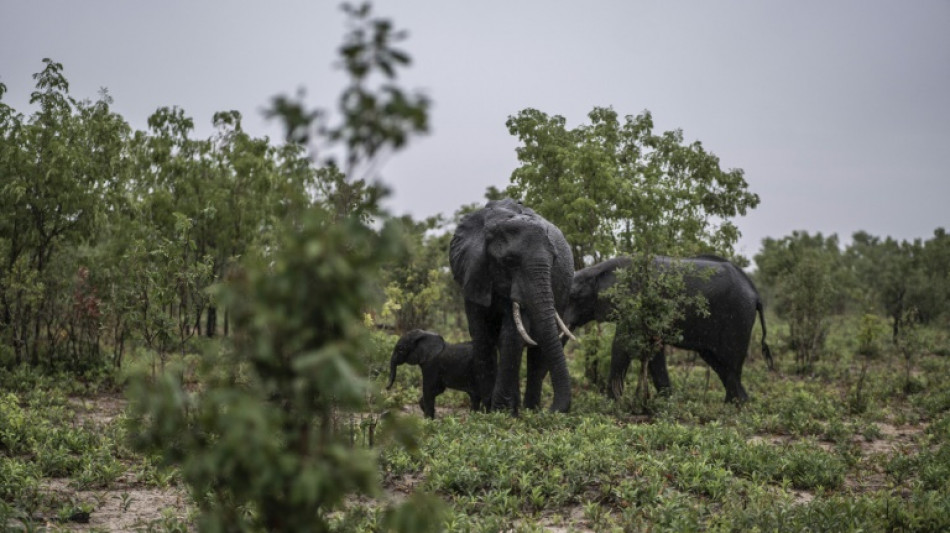 Frappé par la sécheresse, le Zimbabwe va à son tour abattre 200 éléphants