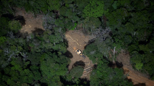 Amazônia Legal registra menor área desmatada em nove anos