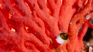 Descubren en Chile el hidrocoral rojo más austral y en aguas más superficiales del mundo