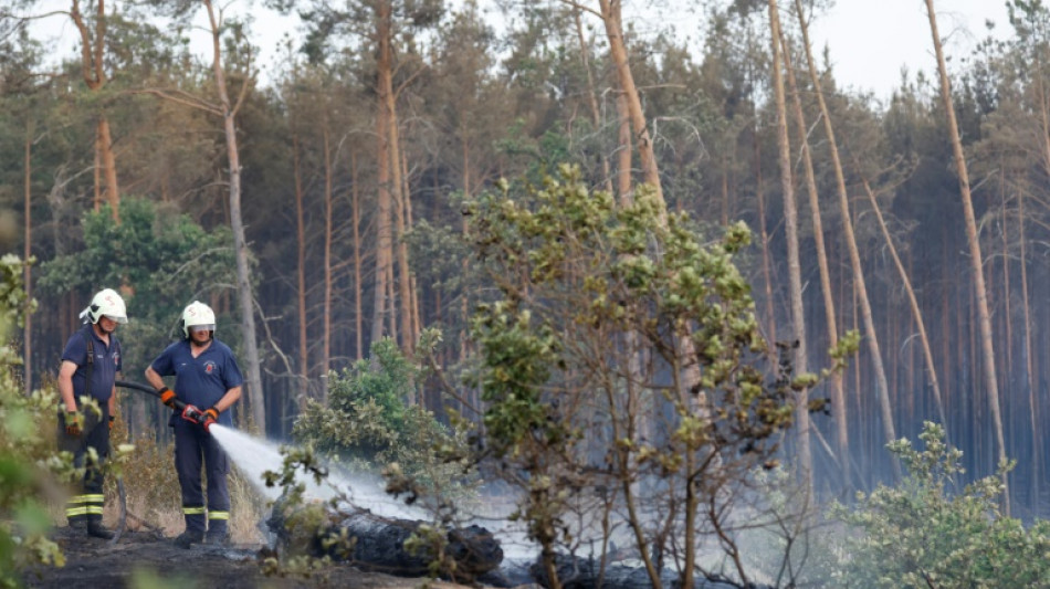 Bericht: 533 Waldbrände in Berlin und Brandenburg verursachten Millionenschaden