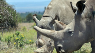 Première FIV d'un rhinocéros blanc, une percée pour sauver l'espèce