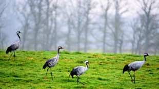 Au lac du Der, l'hivernage septentrional des grues cendrées