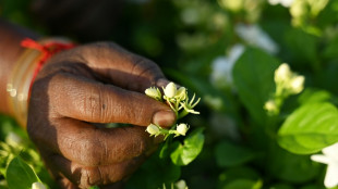 Le jasmin de Madurai, discret ingrédient des parfumeurs du monde entier