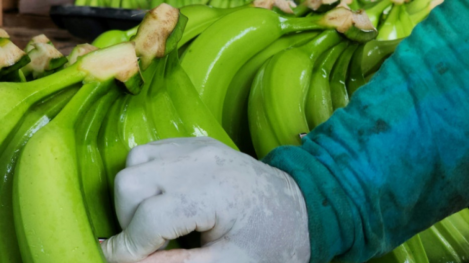 200 Kilogram Kokain in Bananenkisten in Bayern gefunden