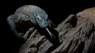Pour mieux tuer leurs proies, les dragons de Komodo ont du fer sur les dents
