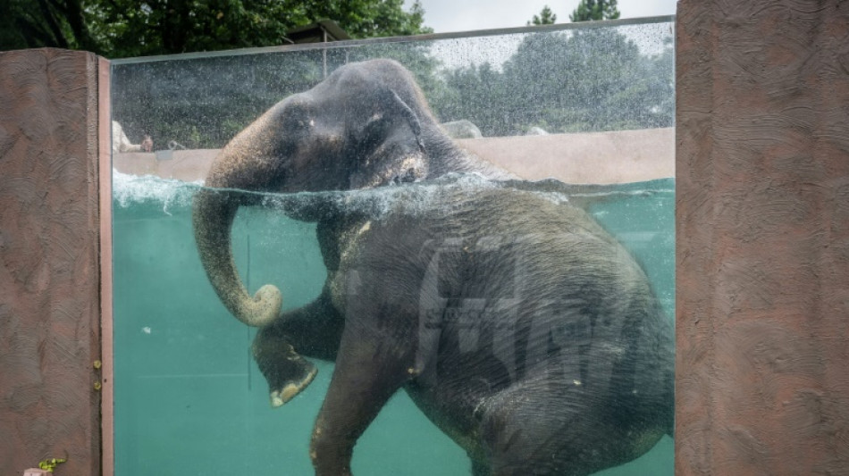 Swimming trunks: transparent tank shows paddling pachyderms