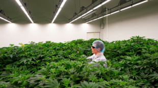 Países Bajos amplía a otras ocho ciudades su prueba de consumo legal de cannabis
