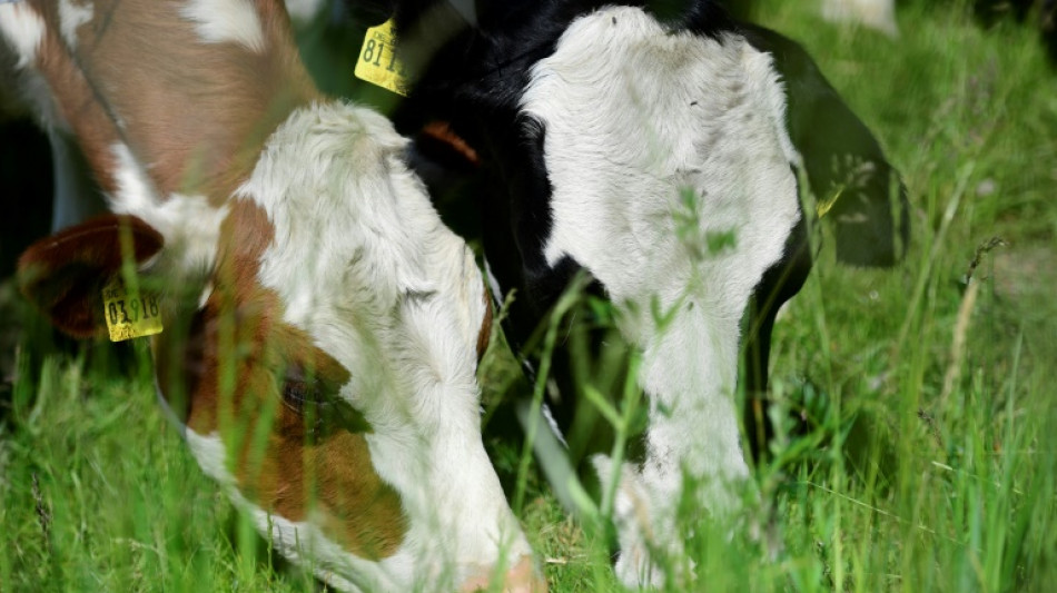 Foodwatch fordert Verbot der Anbindehaltung bei Kühen und Bullen