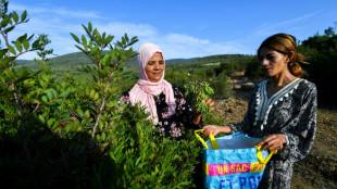 Tunisie: les cueilleuses de plantes aromatiques en butte au changement climatique