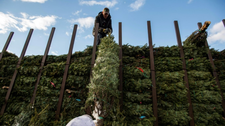 Verloren gegangener Weihnachtsbaum sorgt in Baden-Württemberg für Unfälle
