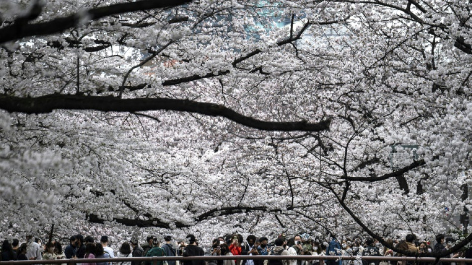 Record early start again for Tokyo's cherry blossoms