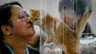 En Chine, chiens et chats ne connaissent pas la crise