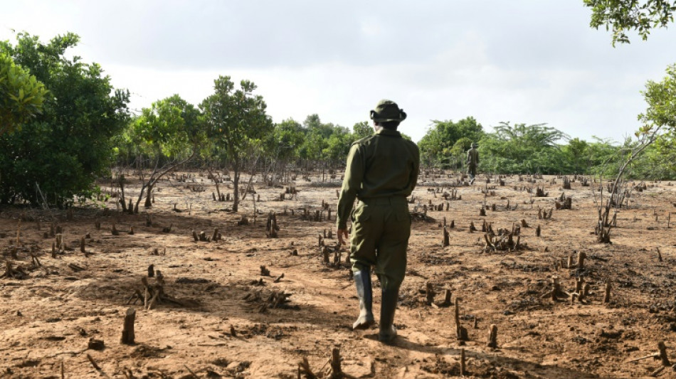 Kenyans heal devastated land with the power of mangroves