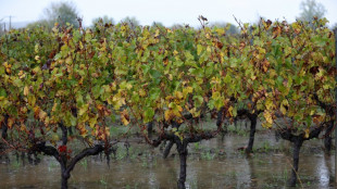 Global wine production hits lowest level since 1961