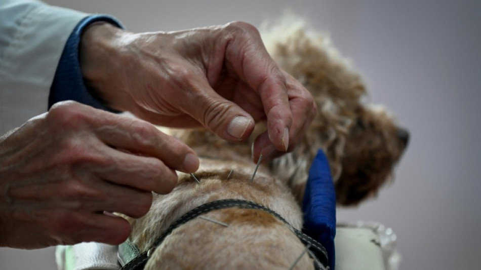 En Chine, l'acupuncture c'est aussi... pour chiens et chats