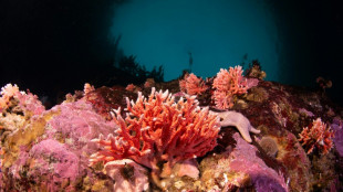 Un corail rouge observé pour la première fois dans des eaux peu profondes de Patagonie