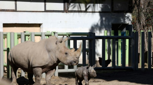 Nace en un zoológico chileno el tercer rinoceronte blanco en Sudamérica