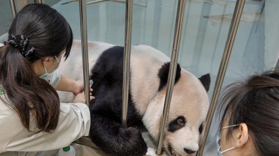 Taiwan invites Chinese veterinary experts as beloved panda nears death