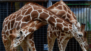 Giraffe in Berliner Zoo nach Sturz eingeschläfert - Todesursache bei Elefant klar