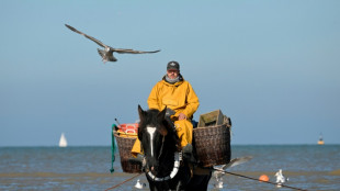 On Belgian coast, fishing on horseback -- and saving a tradition