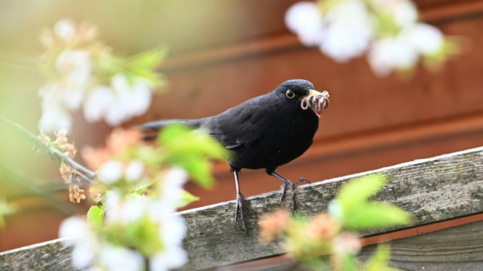 Statistik: Deutsche verbringen rund zwölf Minuten am Tag mit Gartenarbeit