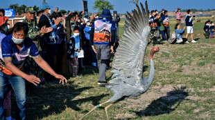 Thaïlande: rare réintroduction de grues Antigone dans la nature