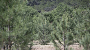 En Provence, une nouvelle "mosaïque" d'arbres pour lutter contre la mort de la forêt