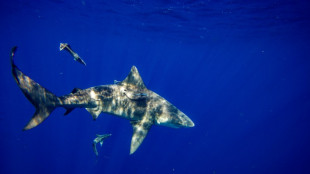 American woman killed by shark while snorkeling in Bahamas