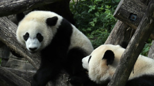 Pékin envoie deux nouveaux "pandassadeurs" à Washington