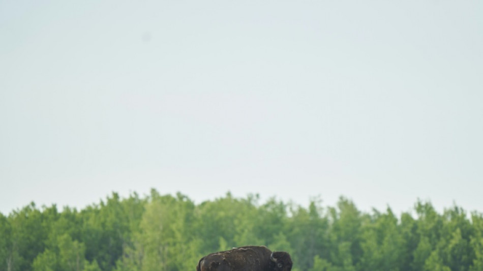 Libres, les bisons se réapproprient leurs terres dans l'Ouest canadien