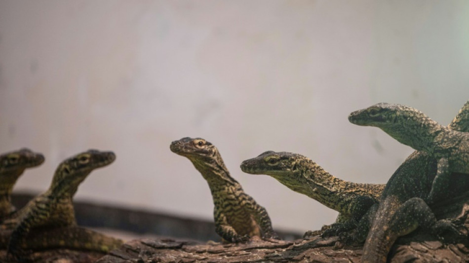 Zoo indonesio cría decenas de dragones de Komodo para salvar la especie